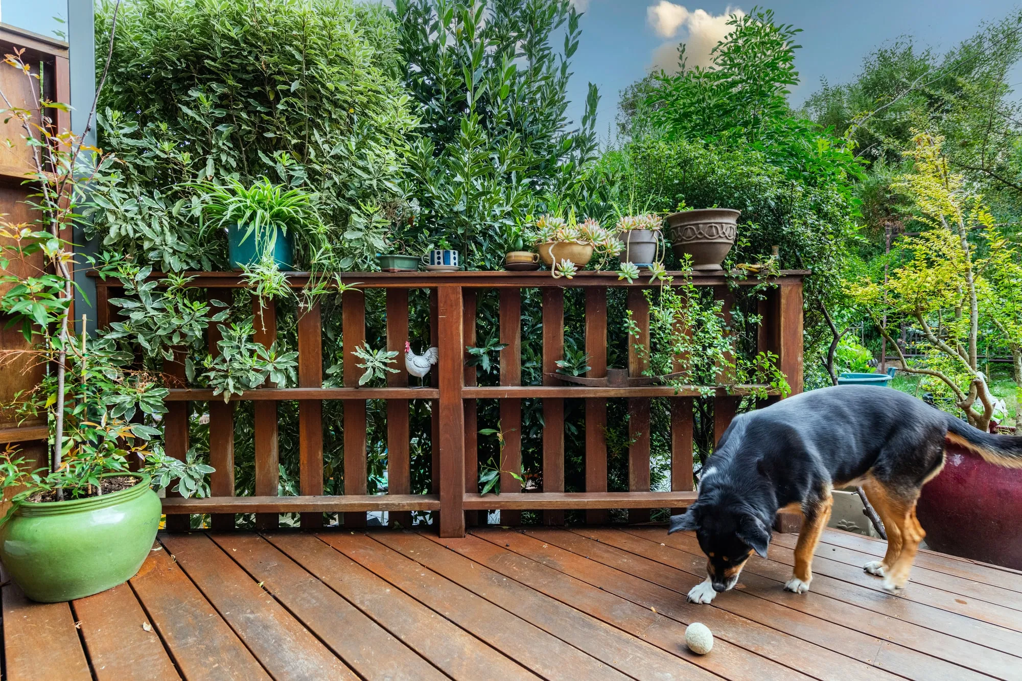 A dog on a timber deck playing with a ball