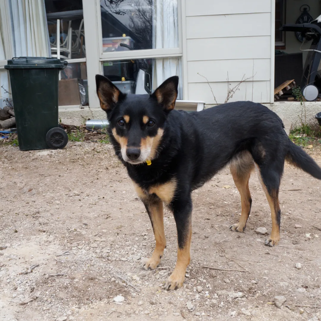A friendly kelpie