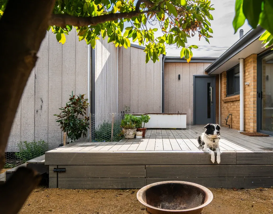 Dog sitting on a timber deck with simple timber clad extension in the background