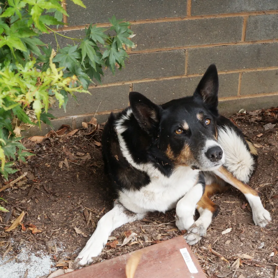 A black, white and tan dog lying in the shade with a friendly expression